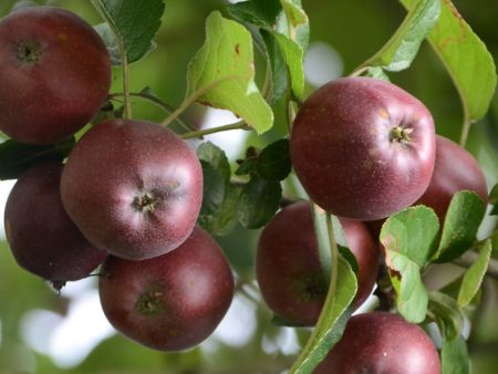 Arkansas Black Spur Apple Tree Online