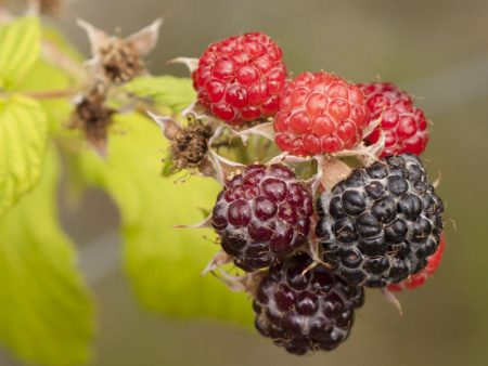 Raspberry - Black Munger Fashion