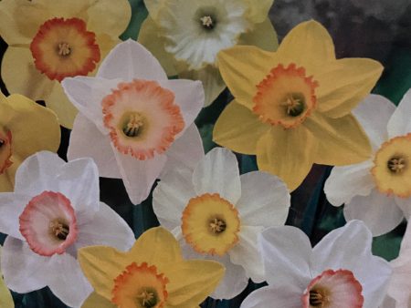 Sunshine Daffodils Bulb Mix (Pack of 40) For Cheap