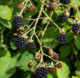 Organic Triple Crown Thornless Blackberry (1 Gallon) Online Sale