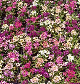 Honeyscented Gulf Winds Alyssum Flower Seed Mix For Discount