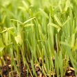 Peaceful Valley Forage Blend Dryland Pasture Mix - Raw Seed (lb) Online