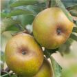 Ashmead Kernel Apple Tree Supply