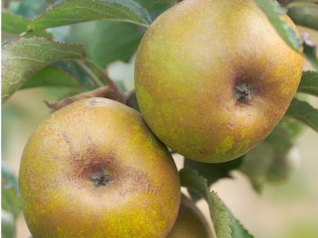 Ashmead Kernel Apple Tree Supply