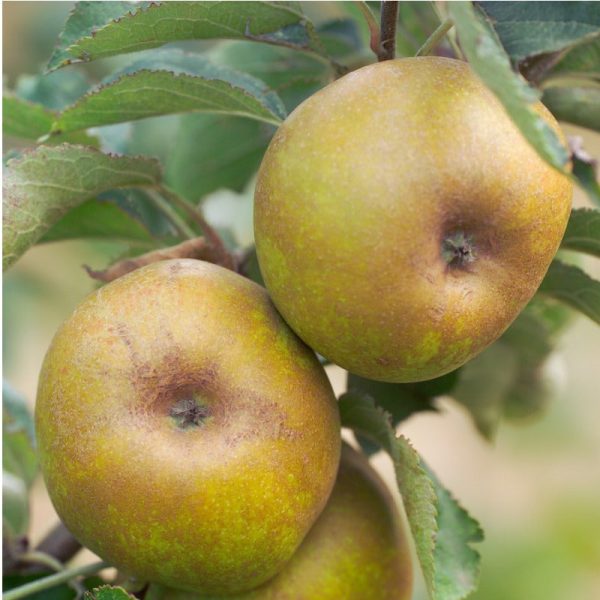 Ashmead Kernel Apple Tree Supply