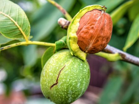 Ambassador Walnut Tree For Sale