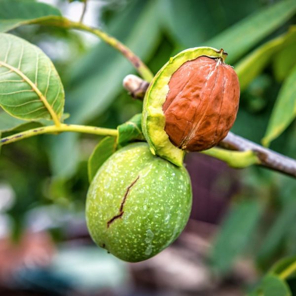 Ambassador Walnut Tree For Sale