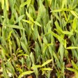 Peaceful Valley Forage Blend Dryland Pasture Mix - Raw Seed (lb) Online