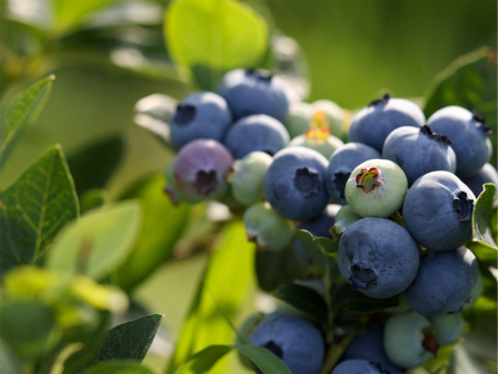 Potted Blueberry - Jelly Bean Online