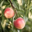 Snow Queen Nectarine Tree Hot on Sale