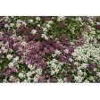 Honeyscented Gulf Winds Alyssum Flower Seed Mix For Discount