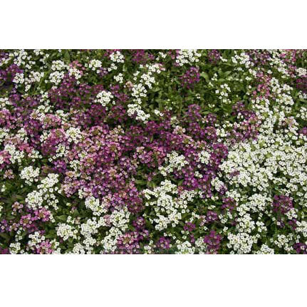 Honeyscented Gulf Winds Alyssum Flower Seed Mix For Discount