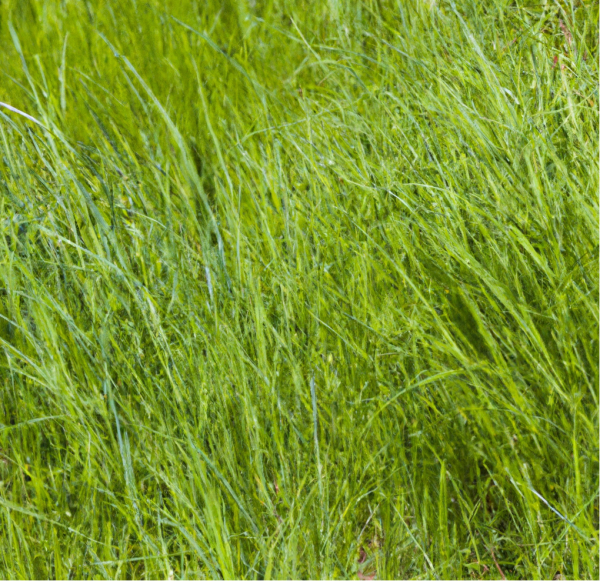 Peaceful Valley Grass Hay Mix (lb) Fashion