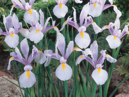 Dutch Iris Carmen (20 pk) Online Sale