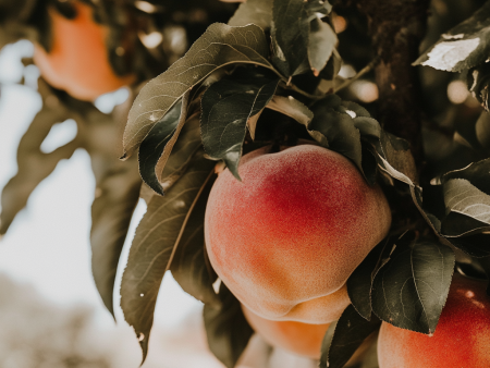 Belle of Georgia Peach Tree on Sale