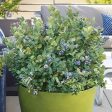 Potted Blueberry - Peach Sorbet Online Hot Sale