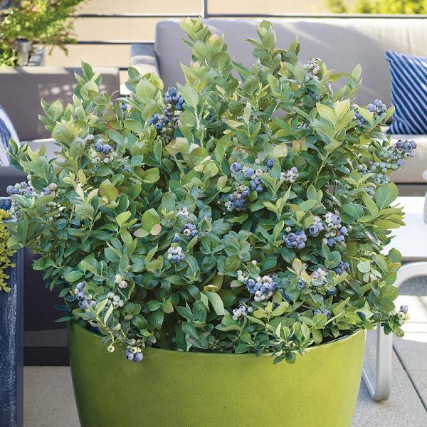 Potted Blueberry - Peach Sorbet Online Hot Sale