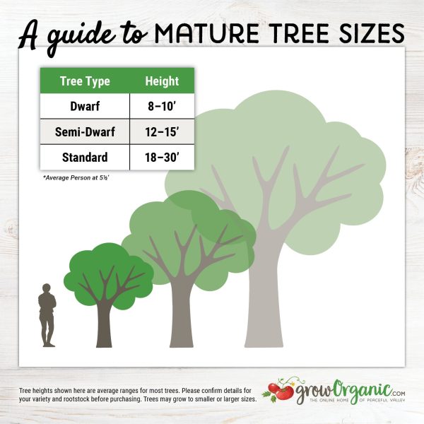 Western  Fruit Salad  5 on 1 Multiple Grafted Fruit Tree on Sale