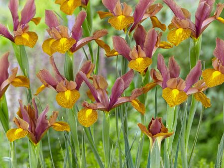 Dutch Iris Lion King (Pack of 12) Online Sale