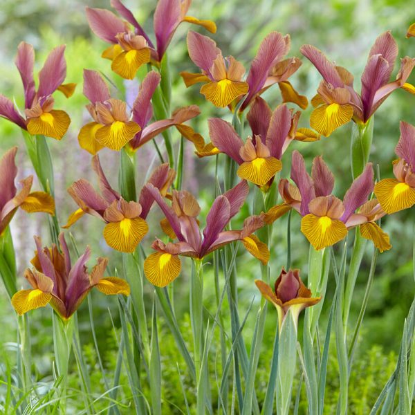 Dutch Iris Lion King (Pack of 12) Online Sale