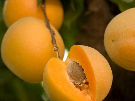 Brittany Gold Apricot Tree Online