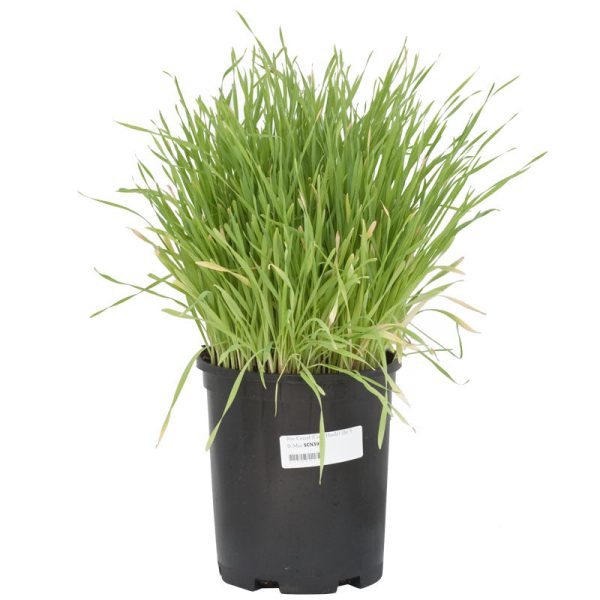 Organic Cereal Rye Seed (Cold Hardy) (lb) Hot on Sale