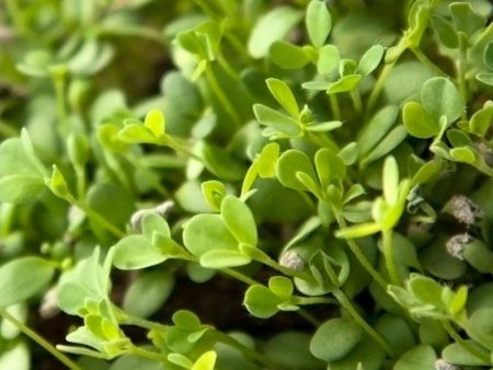 Birdsfoot Trefoil - Nitrocoated  Seed (lb) on Sale