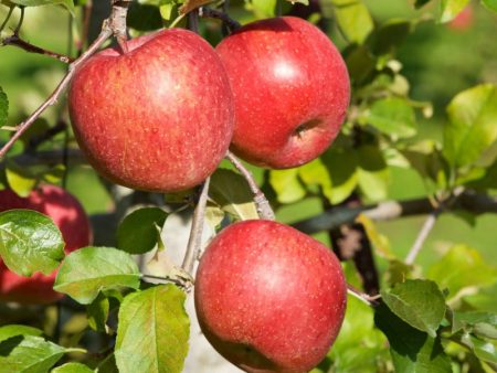 Dwarf Honey Crisp Apple Tree Supply