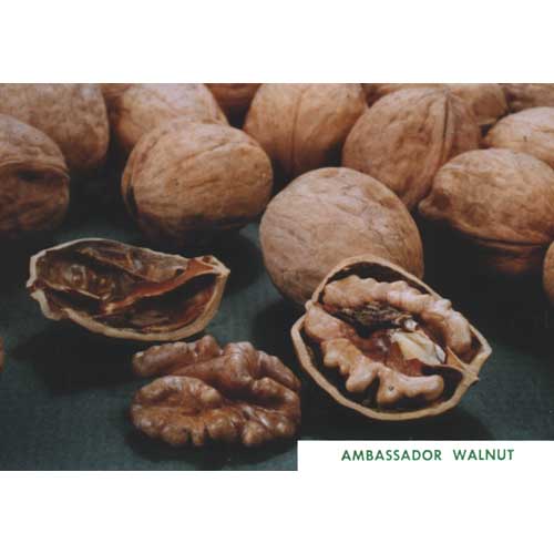 Ambassador Walnut Tree For Sale