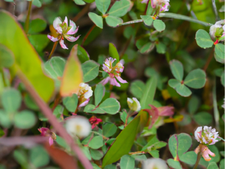 Peaceful Valley Tree and Vine Cover Crop Mix (lb) on Sale